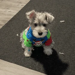 Mini Schnauzer for sale