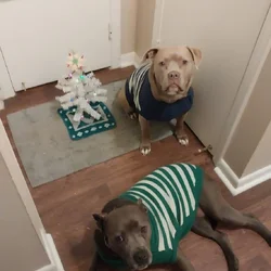 Bully mixes