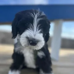 Sheepadoodle Male 3