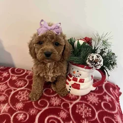 Female Cavapoo