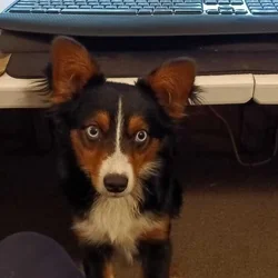 Pure Mini Aussie
