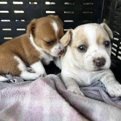 Chihuahua Puppies