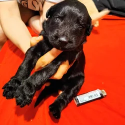 Puppies for sale