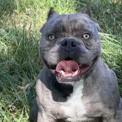 2 Year Old Merle Male Stud