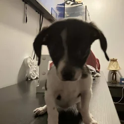 Chihuahua Terrier