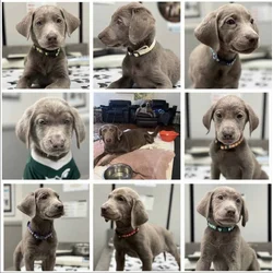 Silver Labrador Puppies for Christmas!!!