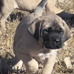 Akc English Mastiff Puppies