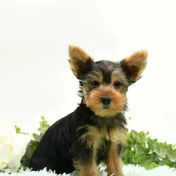 Yorkie terrier puppy