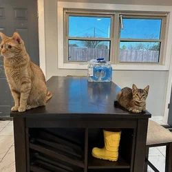 The Dynamic Duo - Healthy, Handsome Stripey Boys