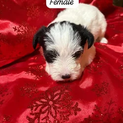 SCHNAUZER & SHIH TZU FUR BABIES R’ US