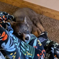 Ausky Female 9 weeks old UTD