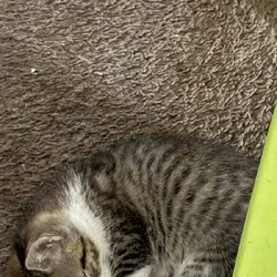 Free kittens