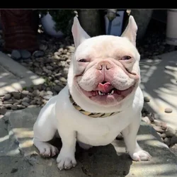 French Bulldog