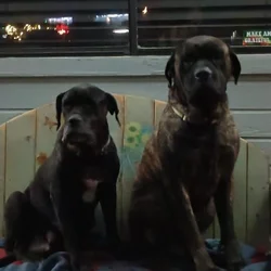 Mastiff puppies