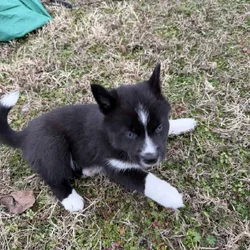 Abby the Pomsky