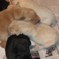 Labrador Retriever puppies for Sale