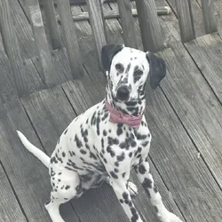 Looking to rehome 3 yr old dalmation