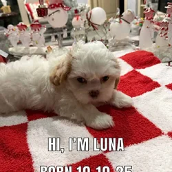 ShihPoo pups for sale
