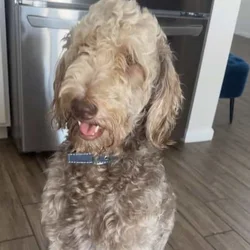 Stunning 3-Year-Old Goldendoodle | Calm & Loving