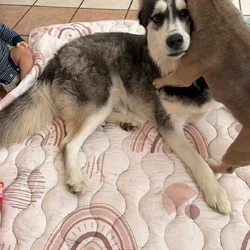 Husky rehoming