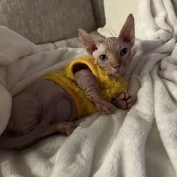 Bambino Sphynx Kitten — ready to go home!