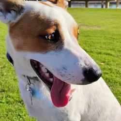 8 Month old looking for new home! 🐾