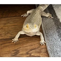 Bearded Dragon, and accessories