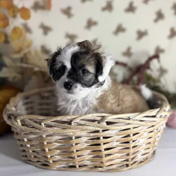 Mini Doodle puppies are looking for homes!