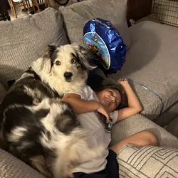 Aussie for sale/rehoming