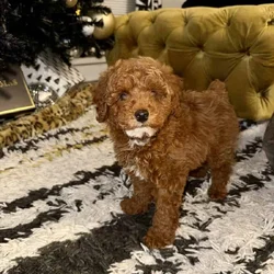 MINI POODLE PUPPY