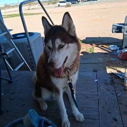 Bruno 2yr old intact Husky