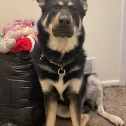 Handsome German Shepard/rottweiler mix