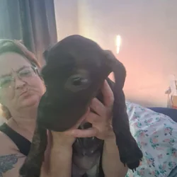 Free puppies