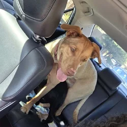 Loving Shepherd Mix Looking for Forever Home