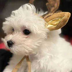 Maltese Male Puppies