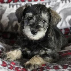 Miniature Schnauzer Puppies!
