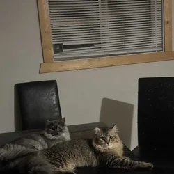 2 bonded sister cats