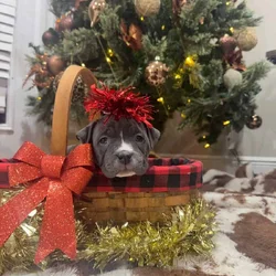 American pocket bully