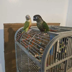 2 Conures for Sell - Pair Green Cheek & Pineapple