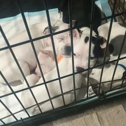3 puppies looking for a good home!