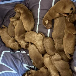 AKC registered chocolate lab puppies.