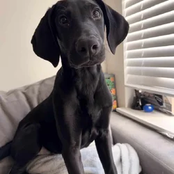 🐾 Meet Diesel – 5-Month-Old Black Lab × Doberman