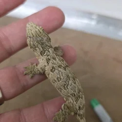 Baby Leachie