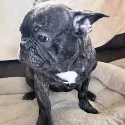 French Bulldog for sale “Rowley”