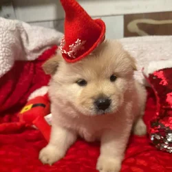 Cream male chow chow