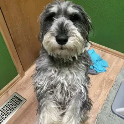 Standard Schnauzer