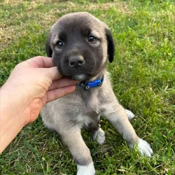 Anatolian Shepherds