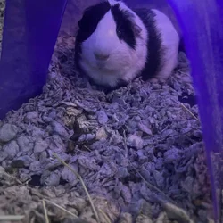 Guinea pig for rehoming