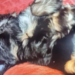 Registered shitzu pups
