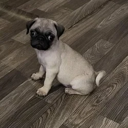 Pug puppy